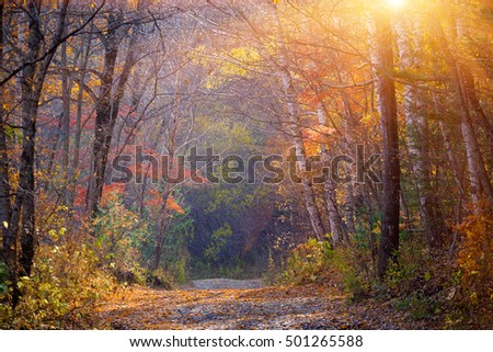 Russian forest autumn colors