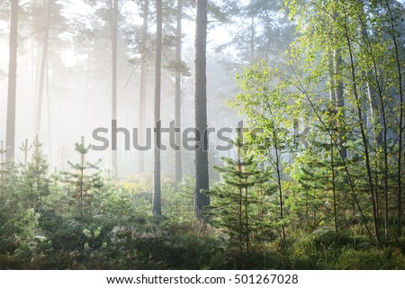 Foggy sunrise in the deciduous forest in Latvia.