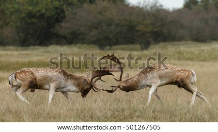 Fallow deer fighting during rutting season