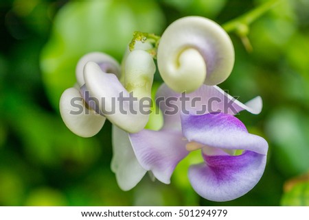 macro detail of white and purple tropical orchid