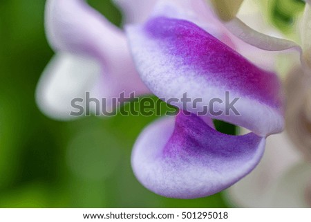macro detail of white and purple tropical orchid