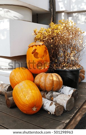 Halloween still life with pumpkins, firewood and plant