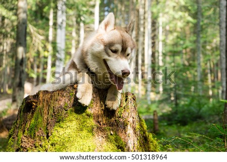 hiker with siberian husky dog, Siberian Husky in the woods