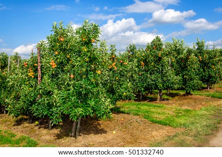 Colorful modern apple orchard with espaliers on a sunny day in the beginning of the fall season in the Netherlands. The red apples are nearly harvest ripe.