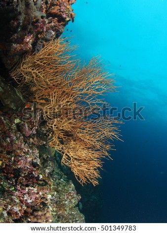 The Sea fan on coral reef in Andaman Sea Thailand 