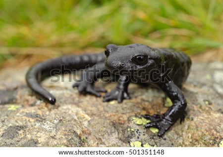 Lanza Alpine Salamander (Salamandra lanzai). Macro, portrait on a rock, grass background. Monviso, Alps, Italy.