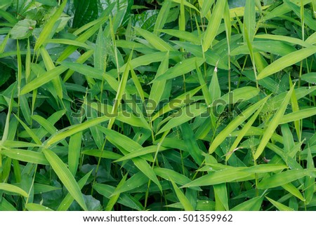 Perfect fresh green grass background with dew drops in the morning. Closeup, Select focus.