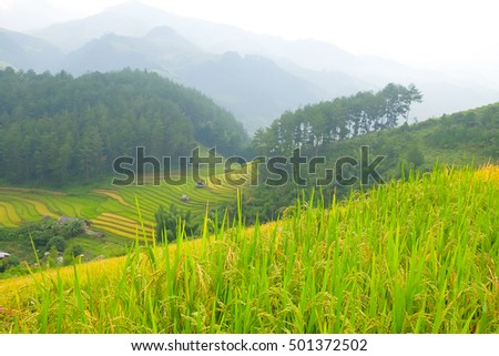 a front selective picture of organic rice field.future agriculture for lives.
