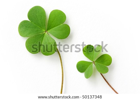 Shamrock,three leaf clover