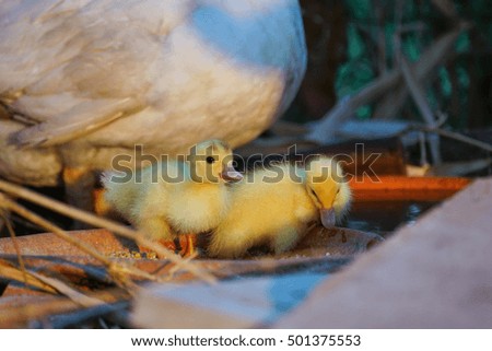 Stock Photo - two duckling