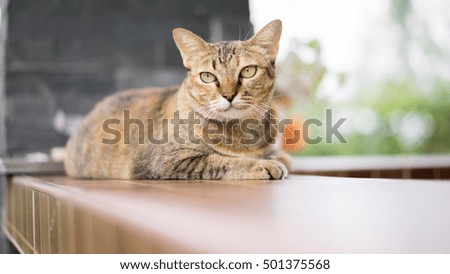 Stock Photo - a cat looking selective eye focus