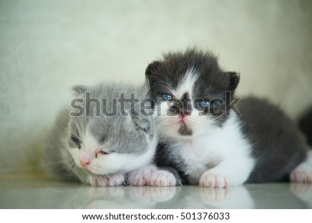 Stock Photo - new born cats looking