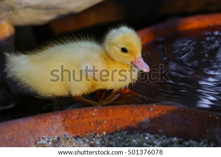 Stock Photo - duckling drink water