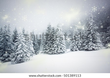 winter wonderland - Christmas background with snowy fir trees