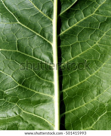 Green leaf texture. Natural background an d texuture for design.