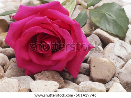 Pink rose lying on the stones. Close-up.