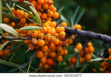 branch of orange sea buckthorn berries Royalty-Free Stock Photo #501455077