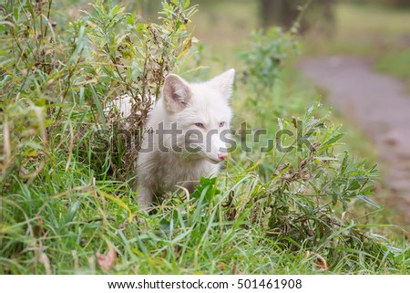Fox in the grass. the color is white. Adult