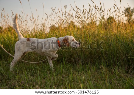 English Setter puppy in training; pointing a game bird Royalty-Free Stock Photo #501476125
