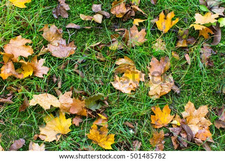 Yellow fallen leaves on the wet green grass, autumn ground texture.