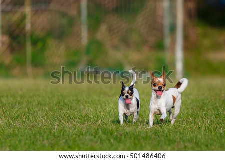 Chihuahua,chihuahua running fast on the grass.