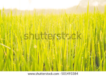 Green wheat field with morning light background