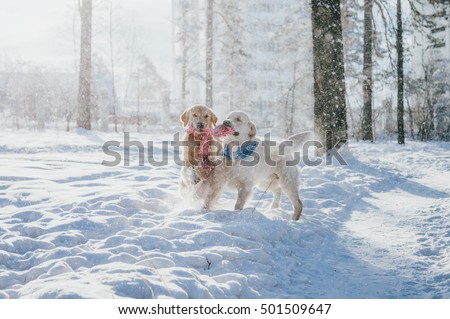 portrait of a dog outdoors in winter. two young golden retriever playing in the snow in the park. Tug toys