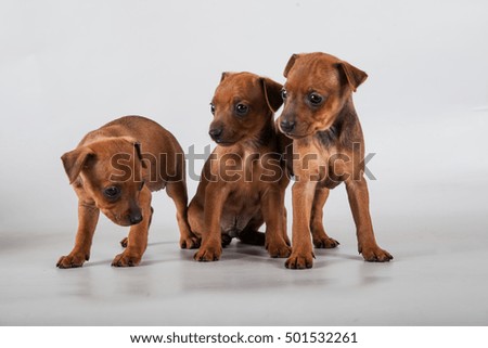 three small black and tan Miniature Pinscher puppy stand at gray background