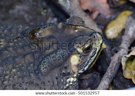 Common asian toad camouflage Itself Common asian toad