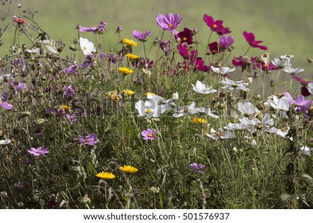 Colorful flowers blooming in the garden - Background image
