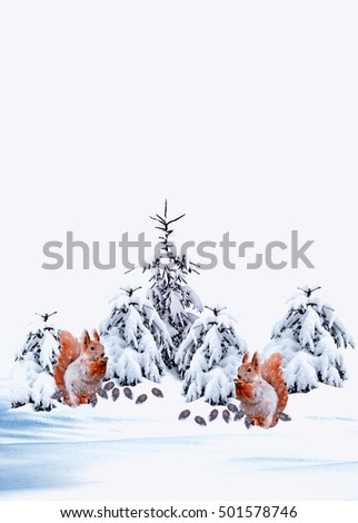 Squirrel in winter snow covered forest. Christmas card.