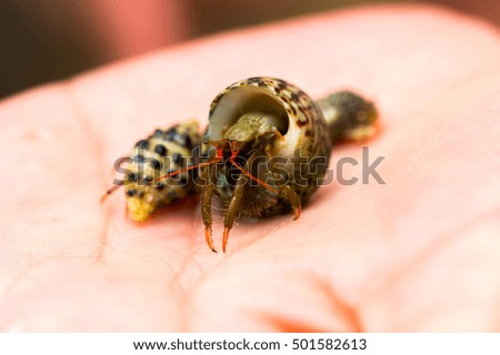 Hermit Crab in a shell on a palm