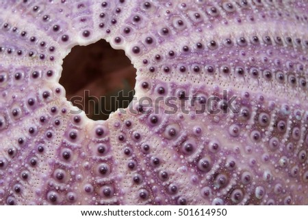 Closeup of crustacean shells, with a hole from which it climbs. The marine fauna. Live nature. Royalty-Free Stock Photo #501614950