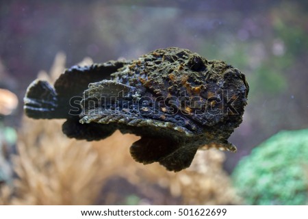 Reef stonefish (Synanceia verrucosa), also known as the stonefish. Wildlife animal. 