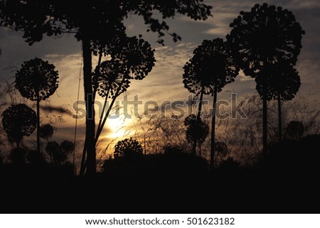 Black silhouettes of flowers with warm blurred sunset on the background.