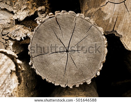 Logs are stacked in a pile. Cut piece of wood with tree age rings and cracks.