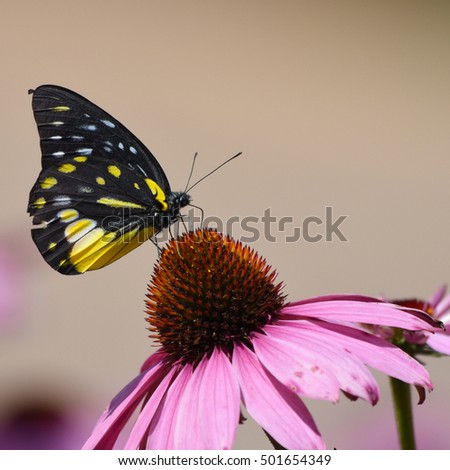 Monarch butterfly with pink flower in garden