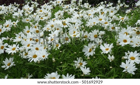 white blooming daisies flower bed close up