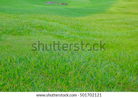 a front selective focus picture of green grass yard in the morning sunrise
