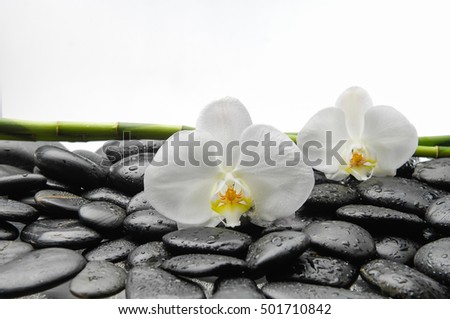 White orchid with black stones ,grove on wet background