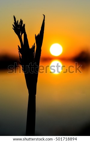 Shadow of grass on the Sunset