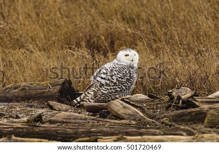 Fun Owl in Boundary Bay Series - Fun Snowy owl on driftwood in Boundary Bay 3, Vancouver 