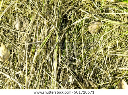 grass straw background is