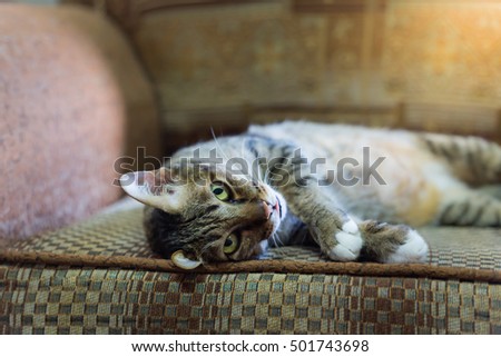 brown eyed cat on vintage sofa in warm tone. select focus