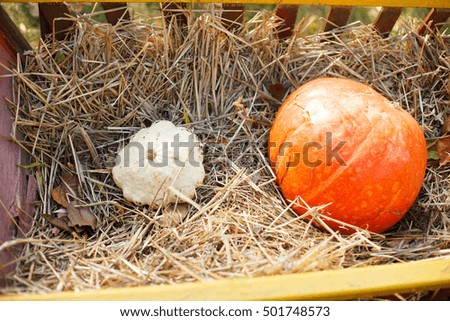 Autumn composition with pumpkin