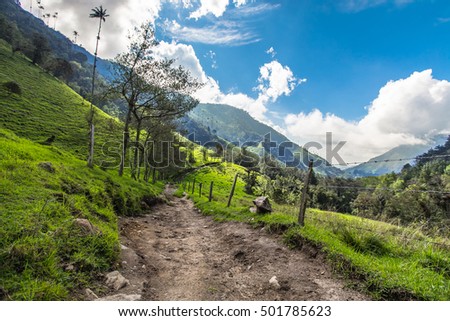 green jungle in mountains, palm trees in cocora valley, colombia, latin america