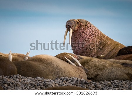 Male walrus looks for danger as others sleep