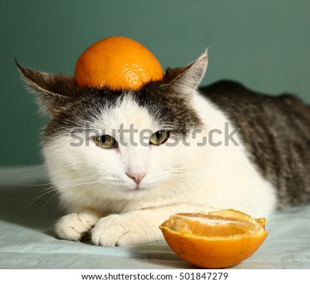 cat in funny orange cap close up photo