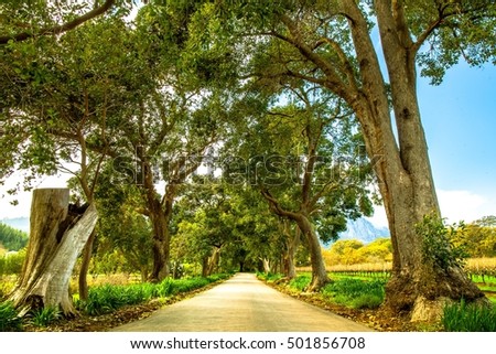 Delheim Wine Estate in Stellenbosch, South Africa Royalty-Free Stock Photo #501856708
