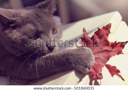 paw mustachioed cat catches a maple leaf / autumn sports games